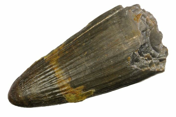 Jurassic Crocodile (Goniopholis?) Tooth - Colorado #152084